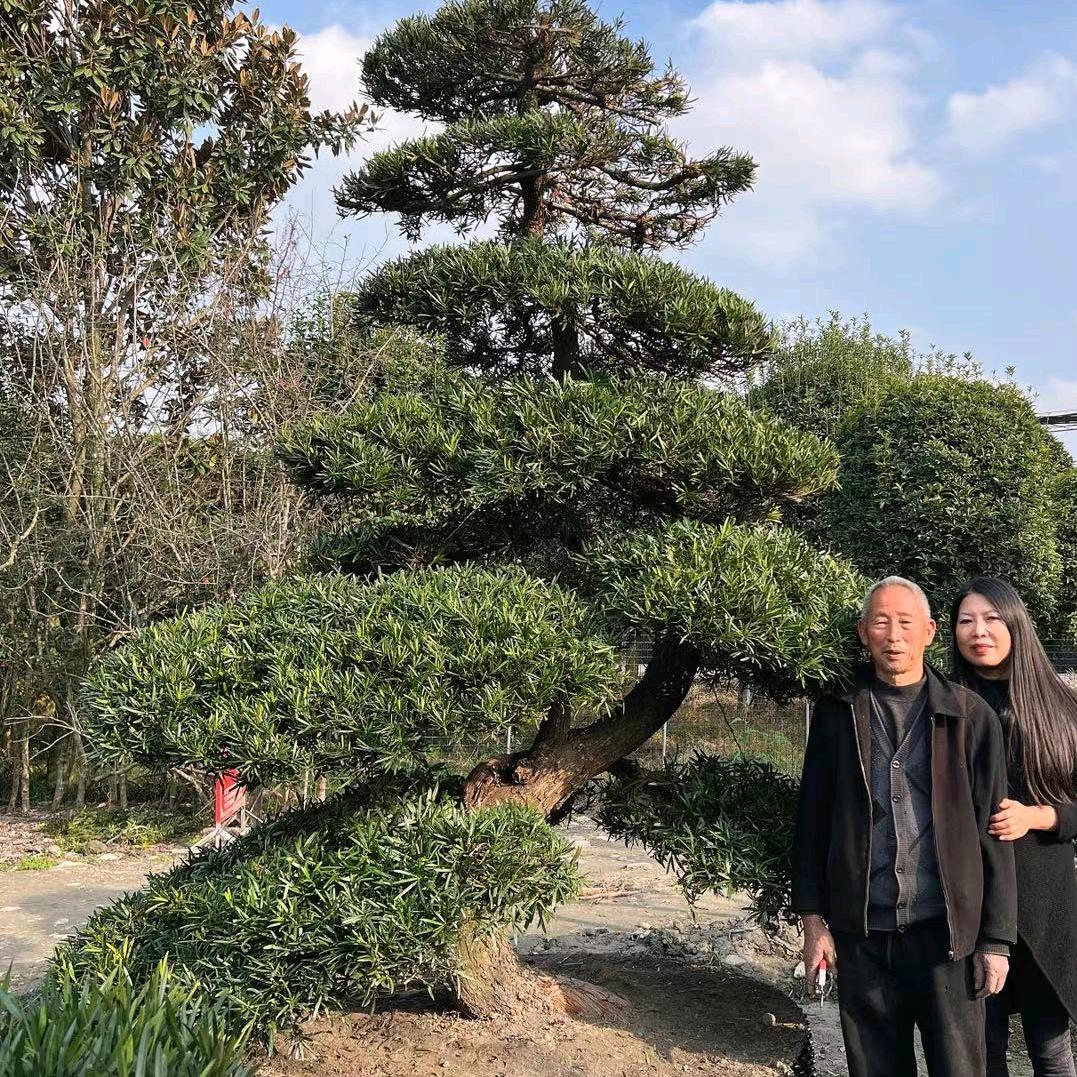家族传承盆景园