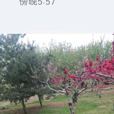 张明珠