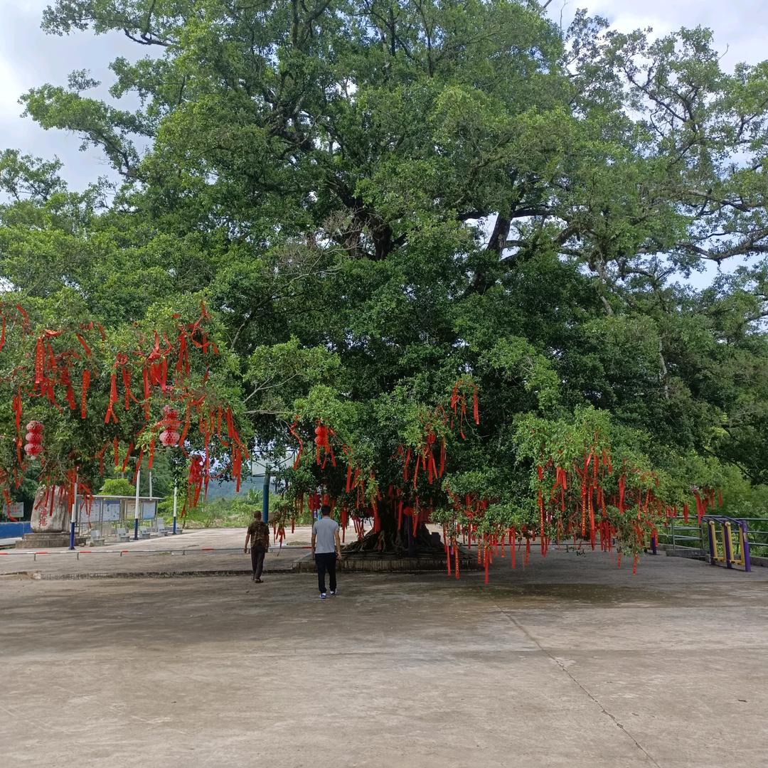 杨哥百货
