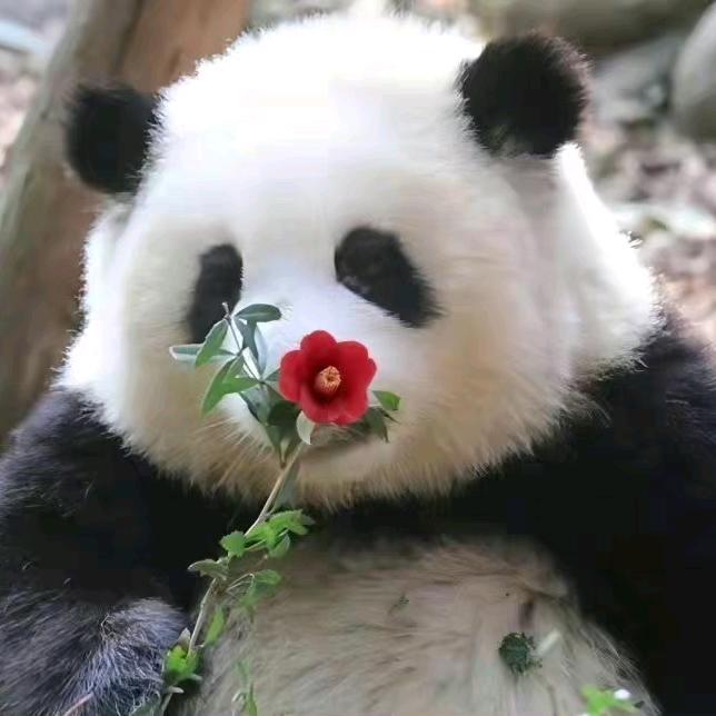 Right一十三头像