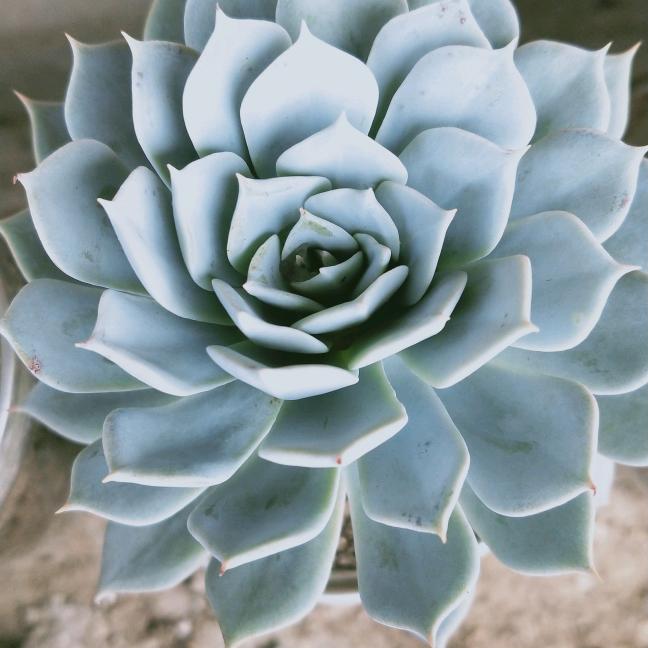 花奴
