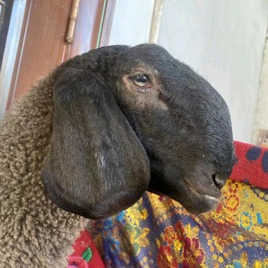 热先生 羊 🐏