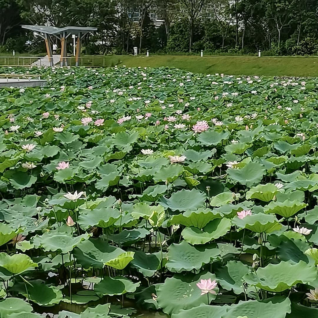 南飞的孤雁