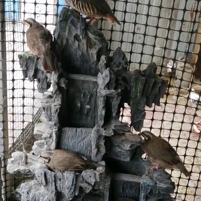 金棒棒Li