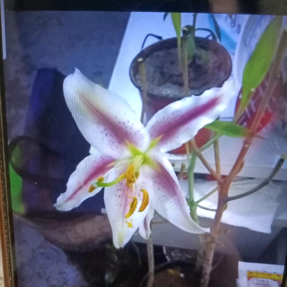 60后大姐