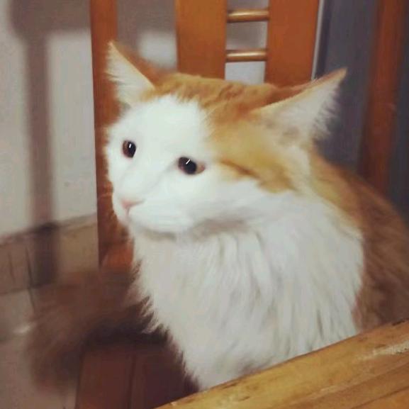 皓皓好好
