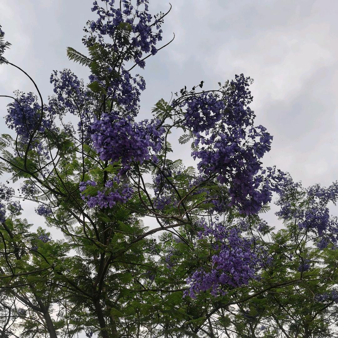 蓝艾菊