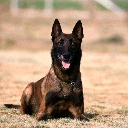 悍马犬舍（寄养带训）-云南省玉溪市通海县