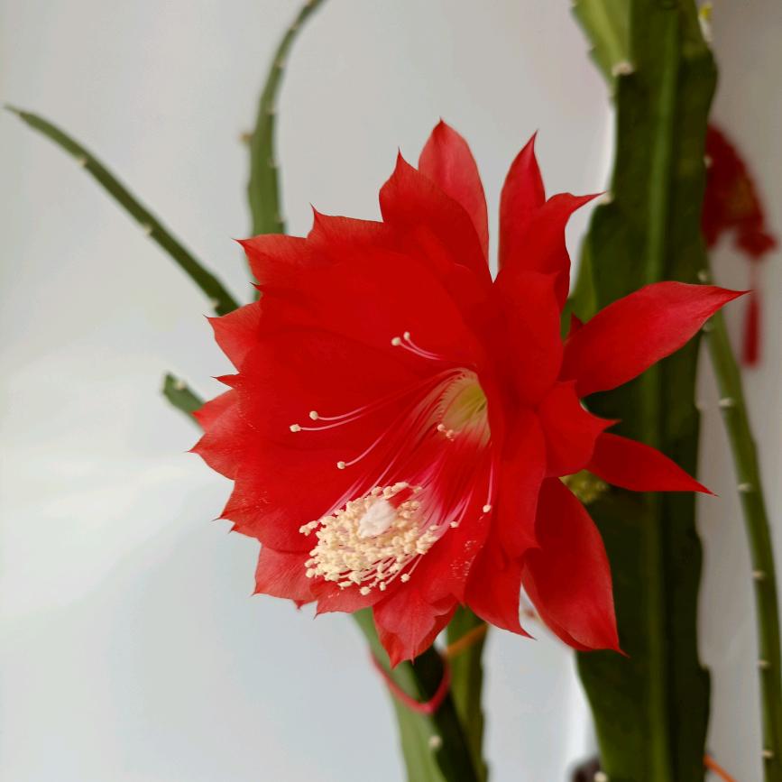 ꧁༺好运来༻꧂