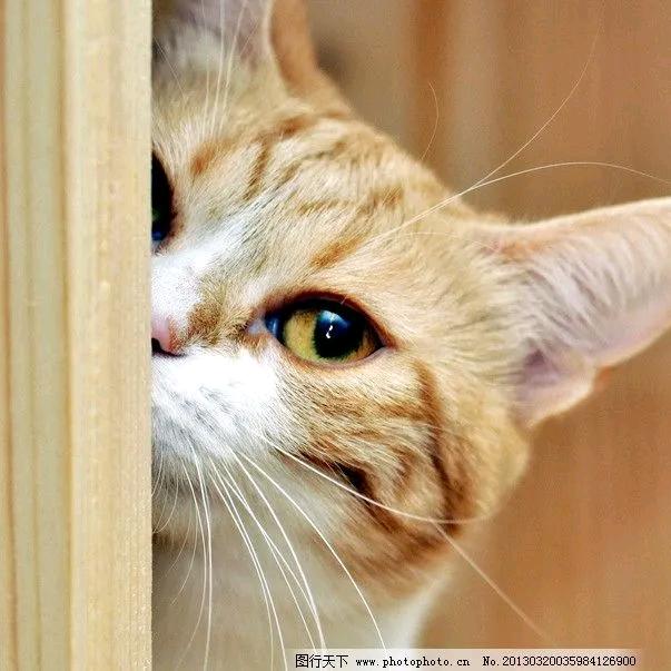 三年之约厄老爷。