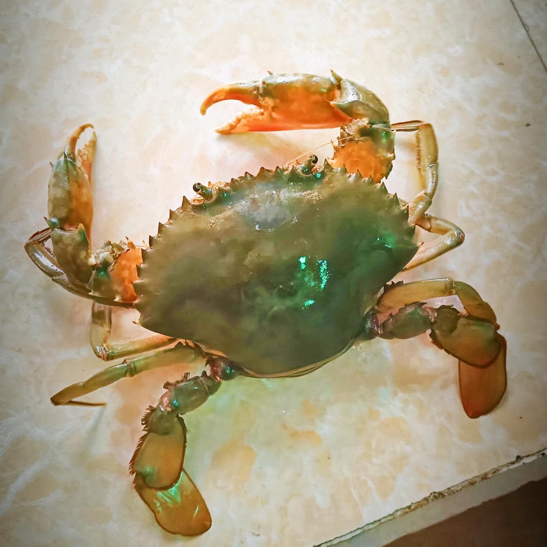 青蟹种苗（陈记）