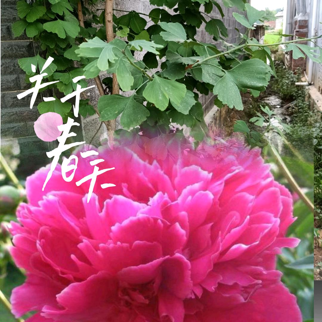 银杏树❤️木丹花