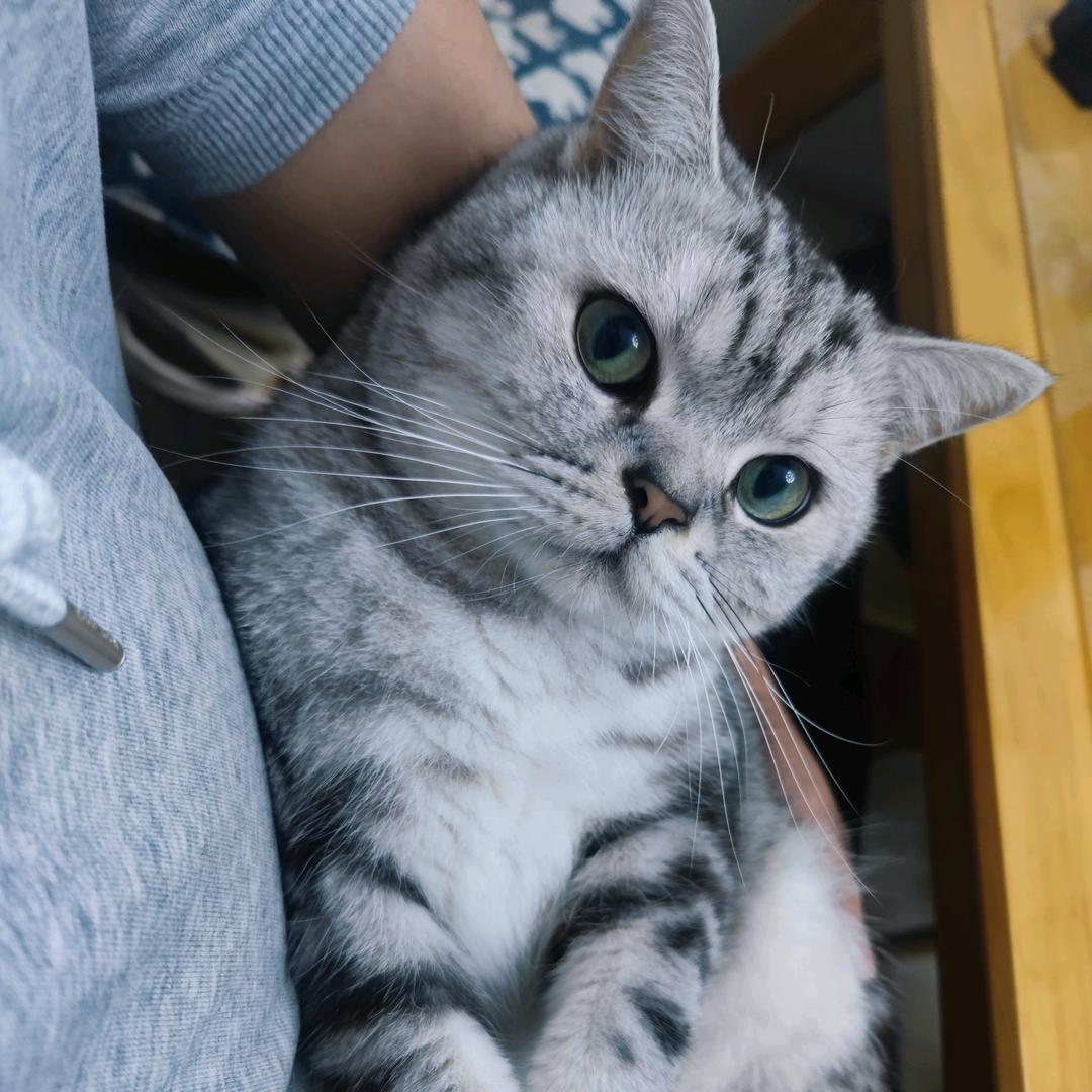旺旺爸爸