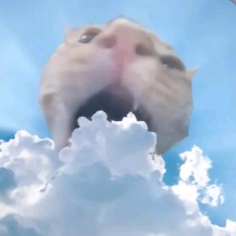 小郑是个小困包