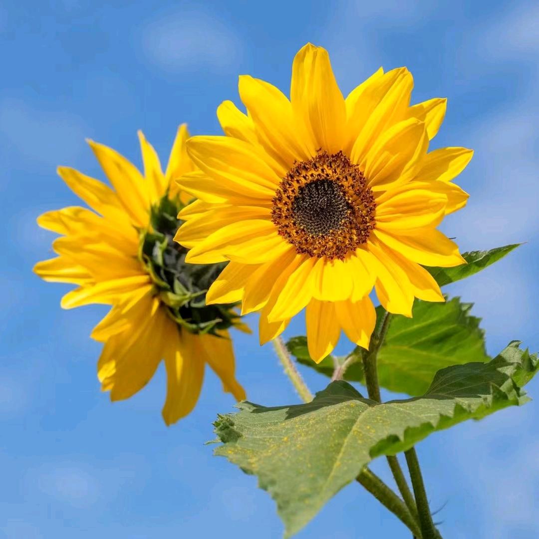 芝麻开花节节高🌸