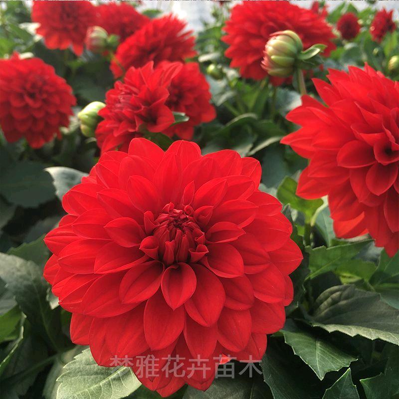 橙子奶奶。