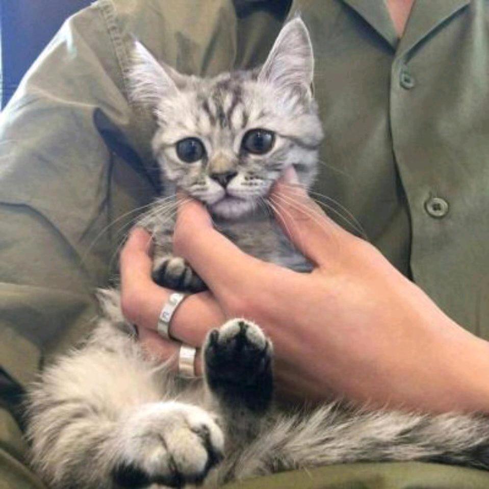 宋氏锡纸烤花甲粉【烤冷面】