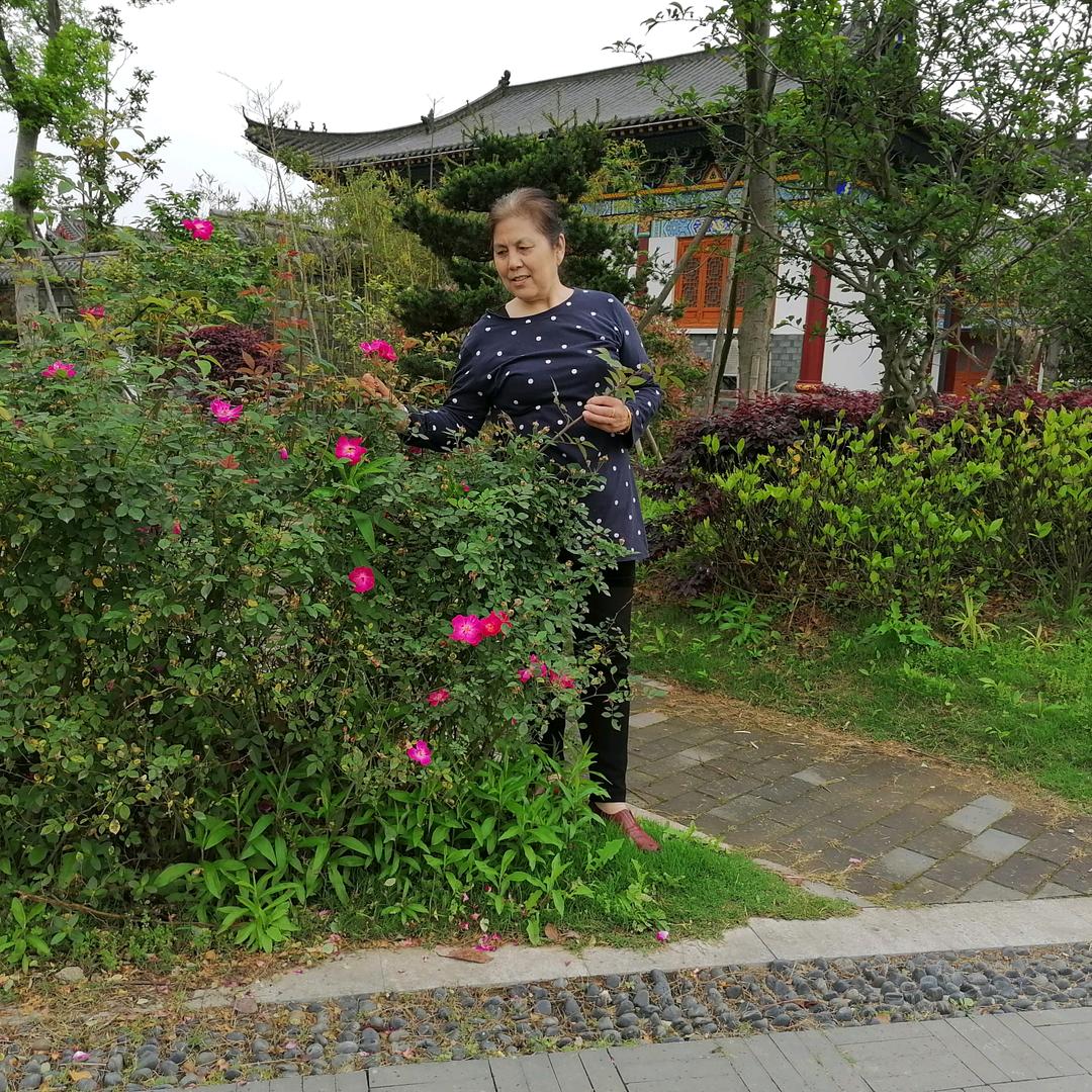 红梅花