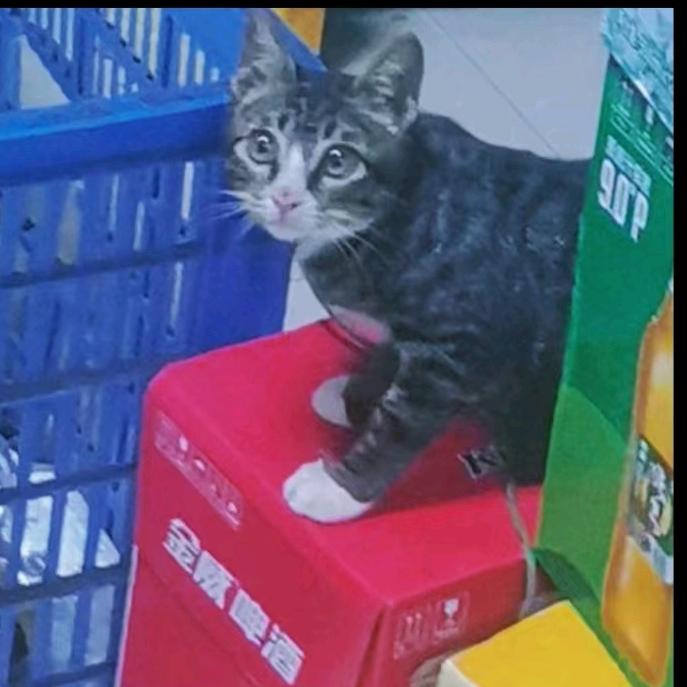 猫咪小卡