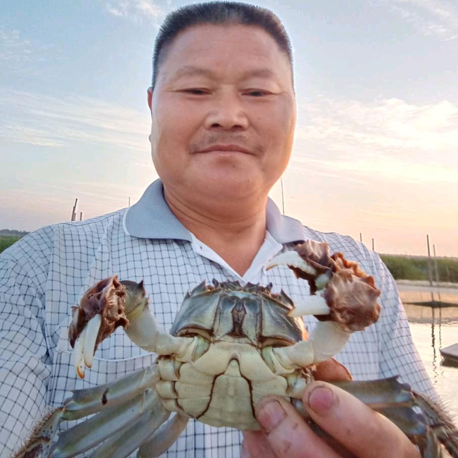 太湖金弟