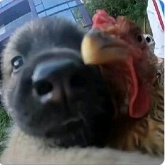 一条毛虫