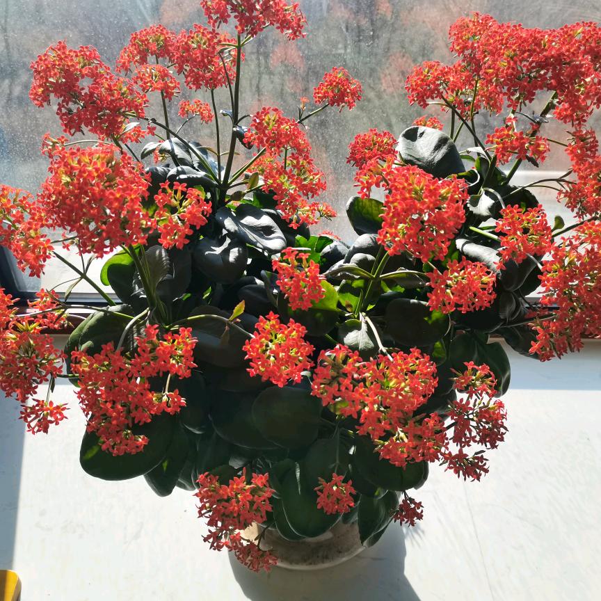 一念花开🌹🌹🌹