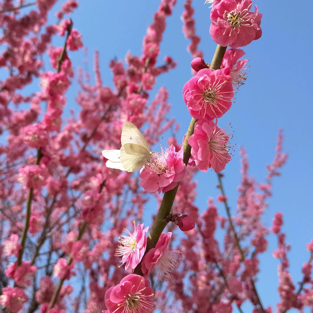 蝴蝶扇起龙卷风