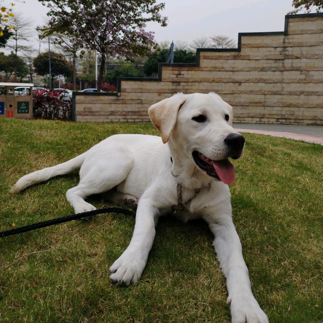 小🐶：多多小哥哥