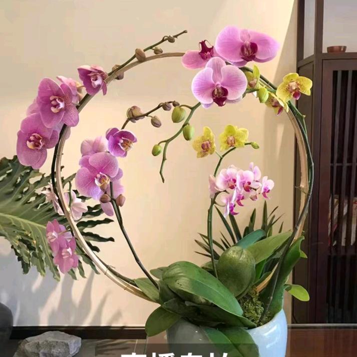 洋甘菊