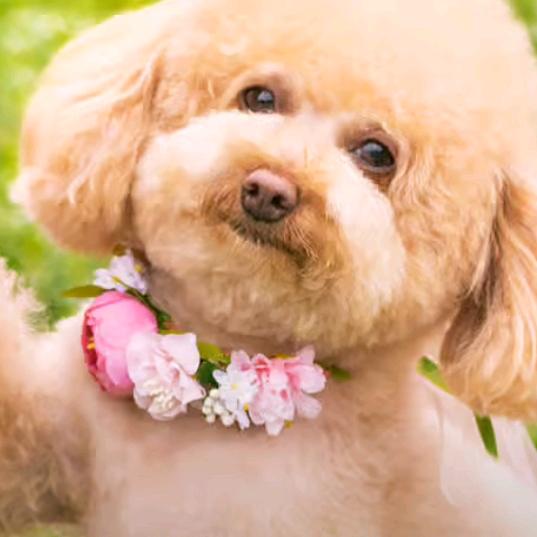 @念汐ᰔᩚ ࿐：💞ꦿ᭄ღ不᭄念過ཽ࿆往