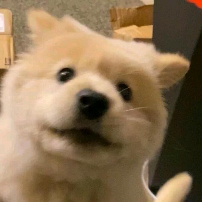 憨憨二狗