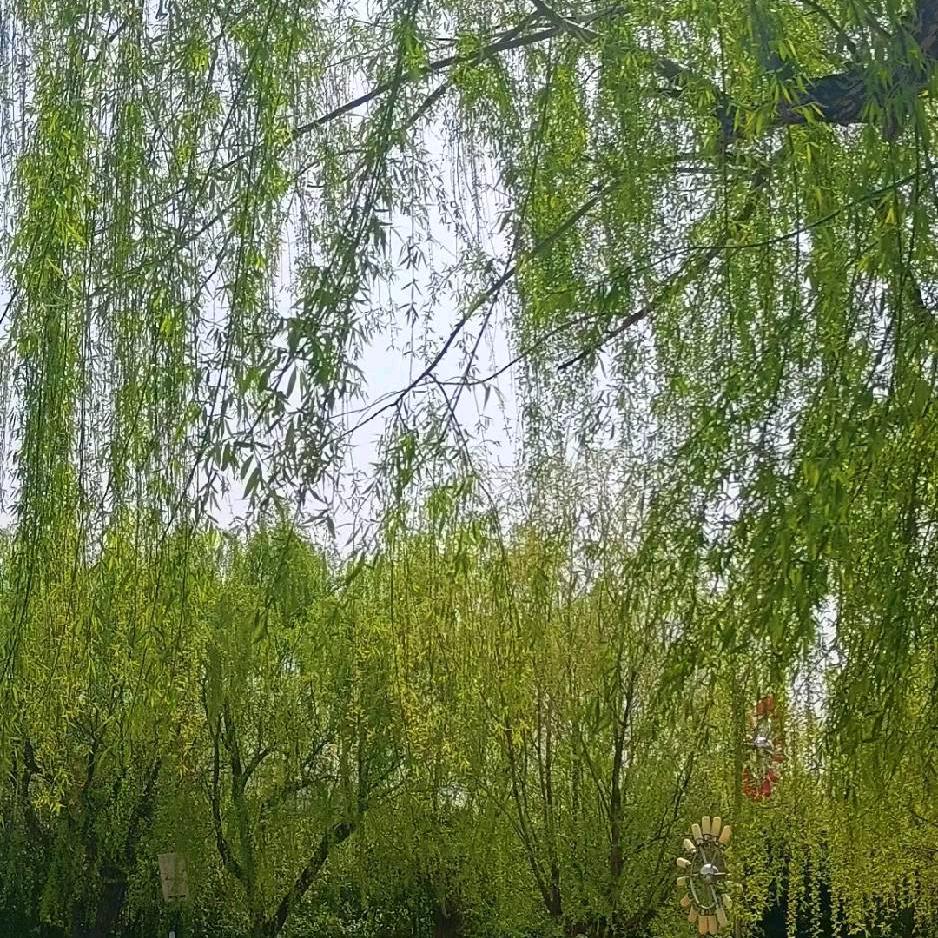 飞杨
