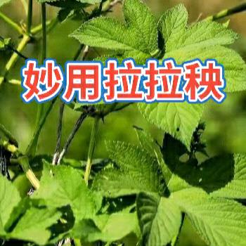 印度