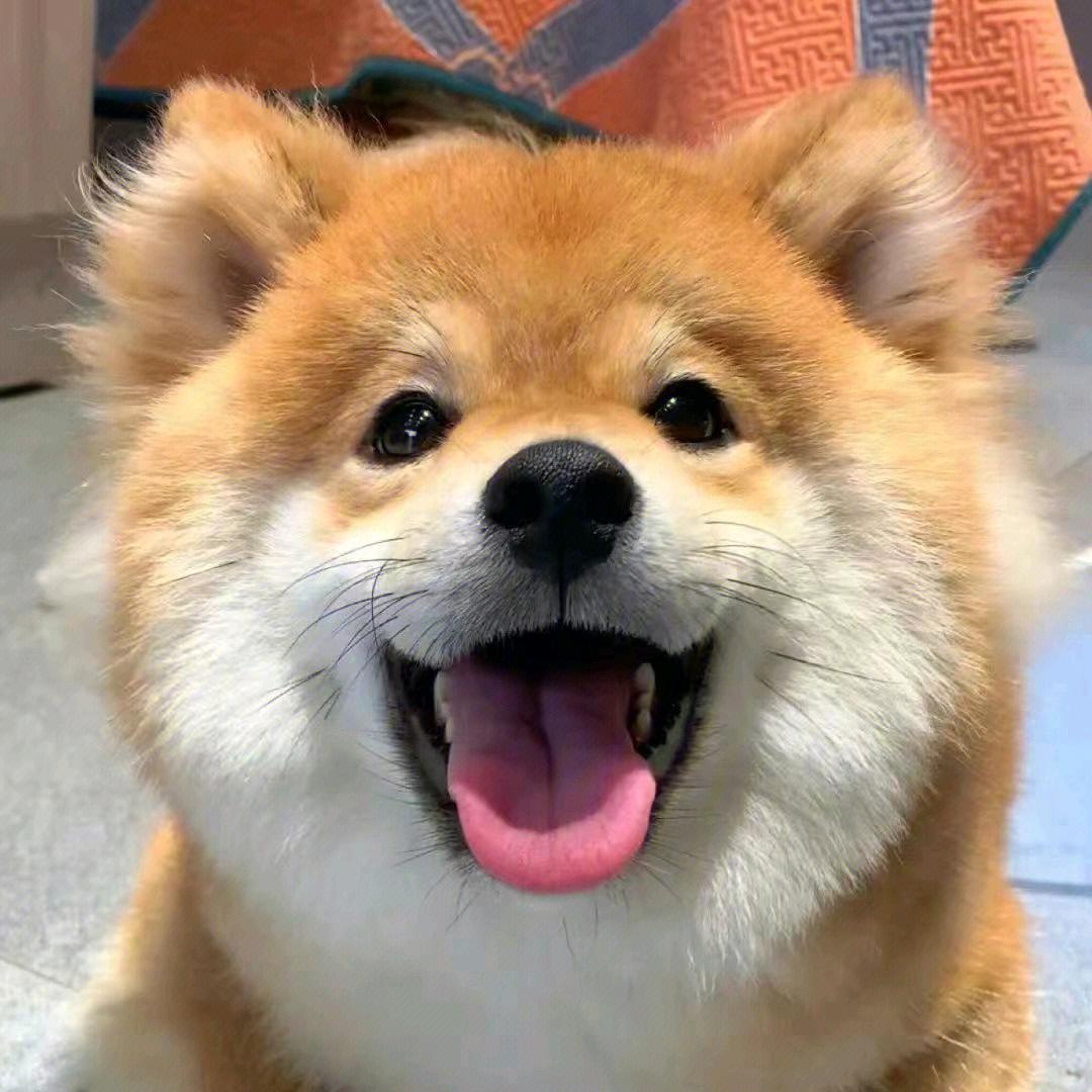 狗子哥