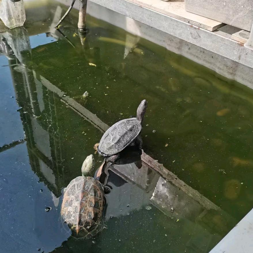 监利寻缘爬宠商贸有限公司