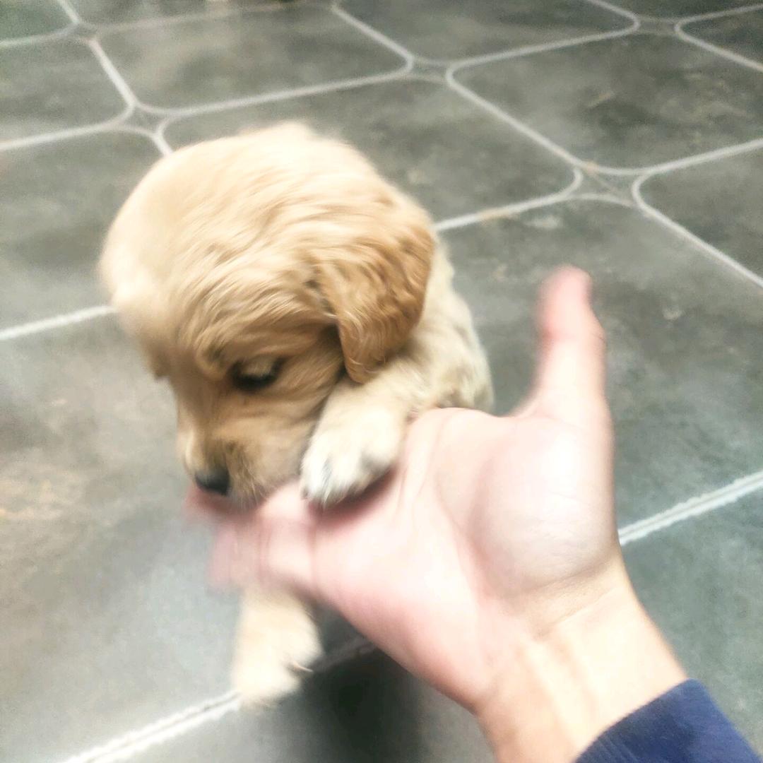 宿命的风