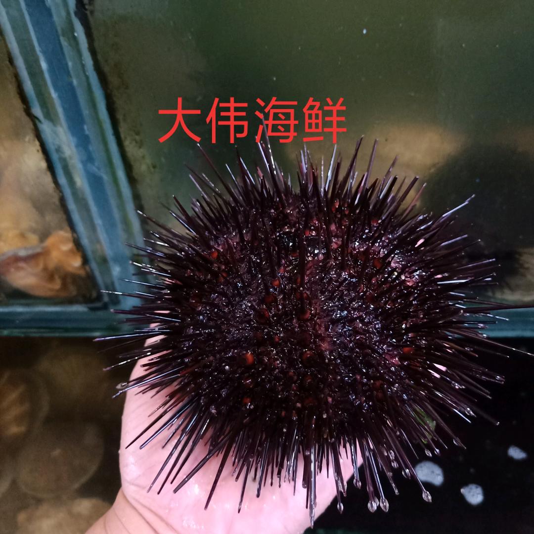 海洋岛大伟海鲜