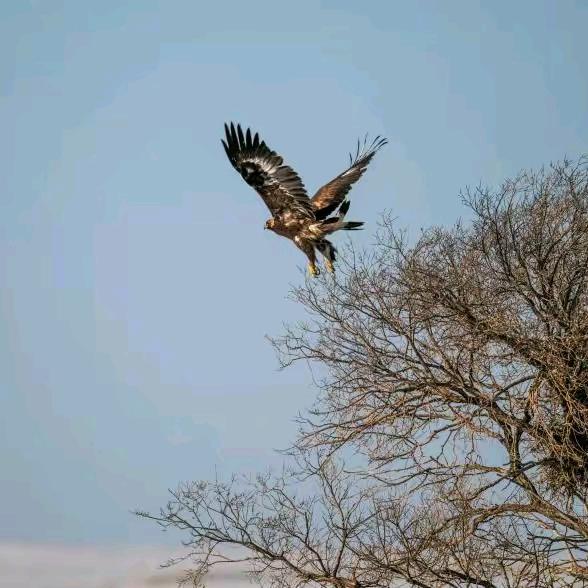 草原鹰🦅