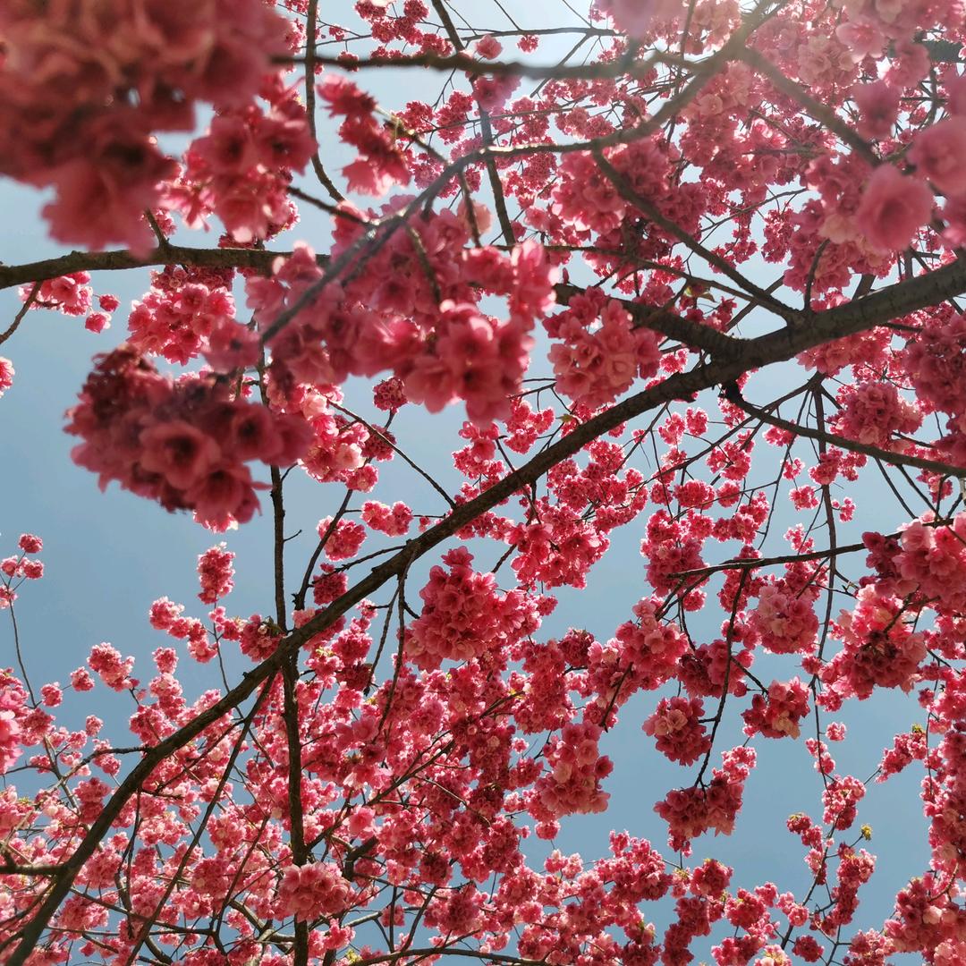 云乡麻小白