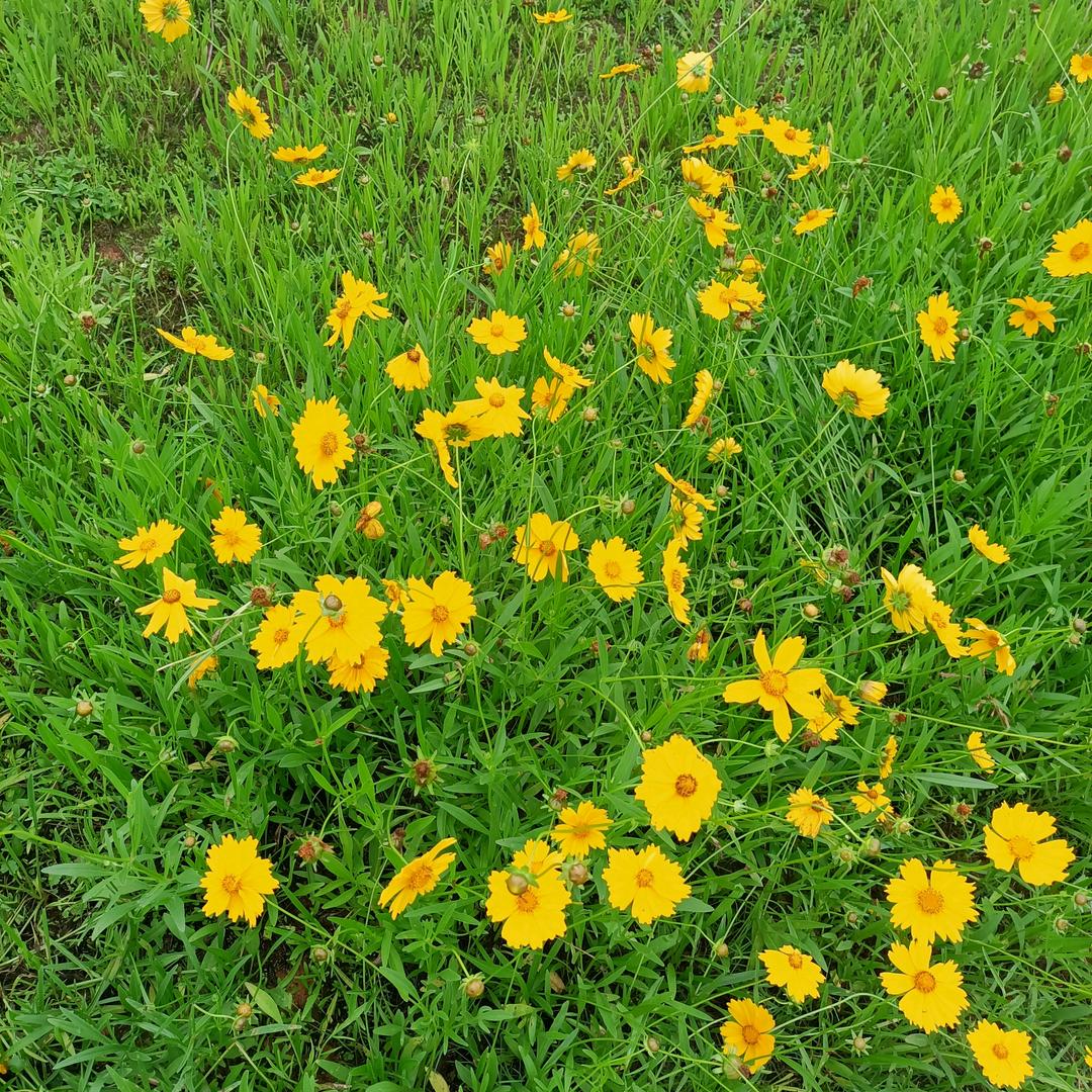 平淡的日子也飘香