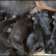 专业杜宾繁殖犬舍