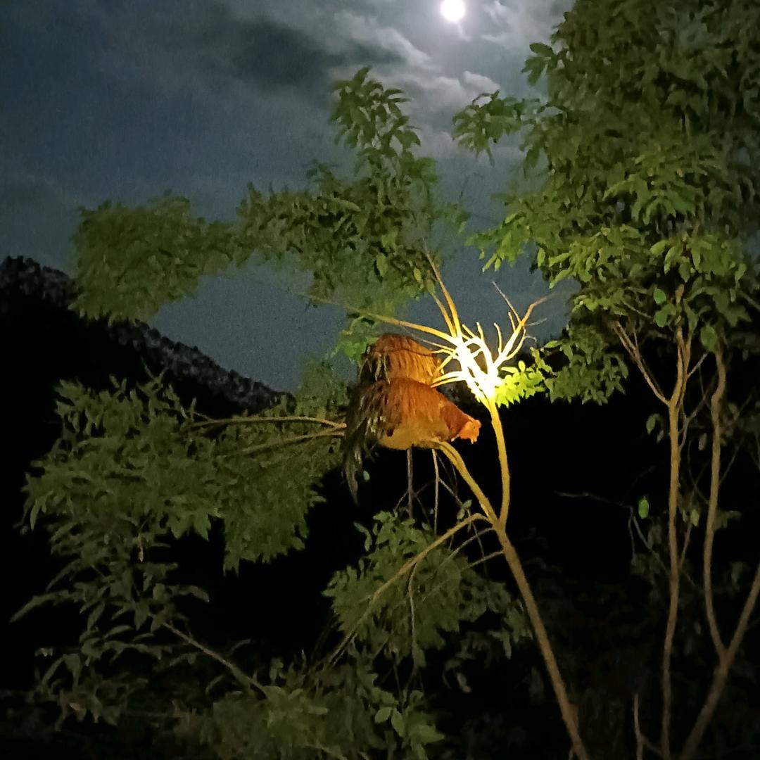 广西横县