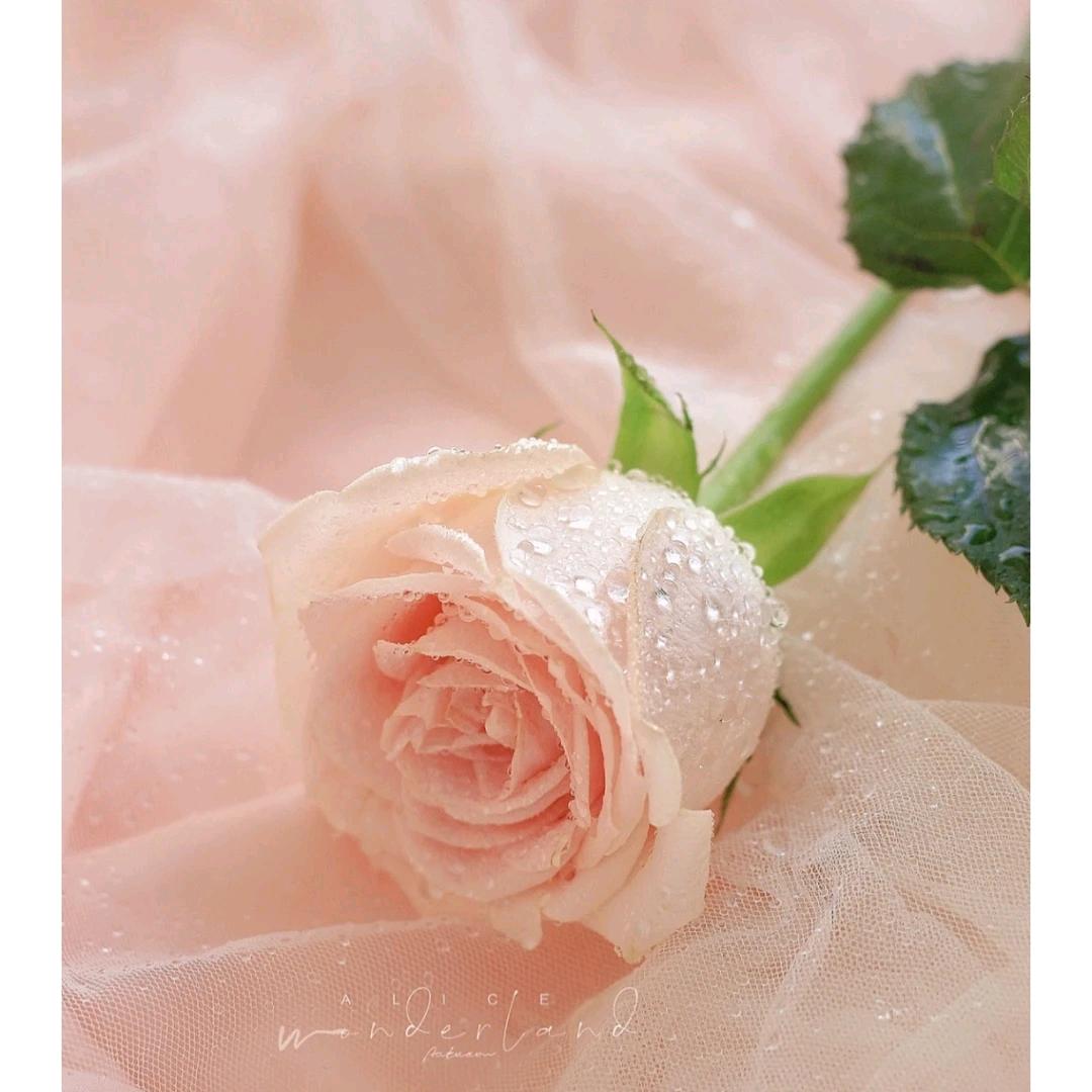 丫头✨余生安好