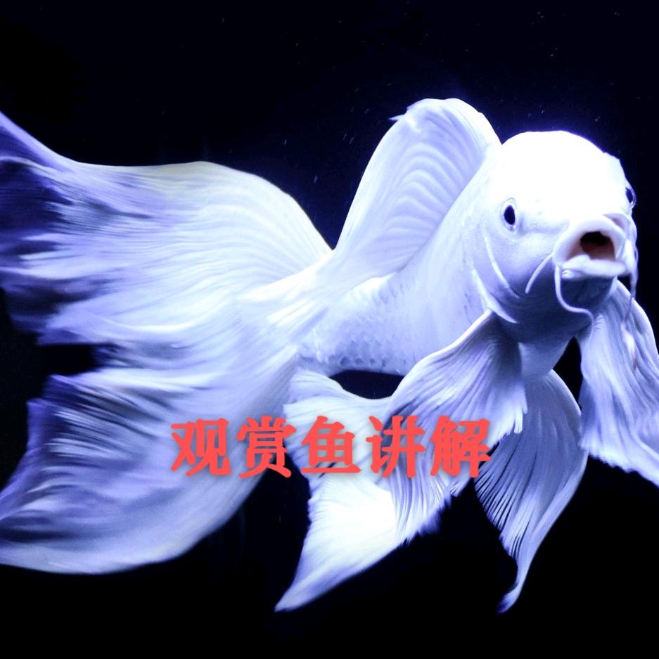 观赏鱼讲解