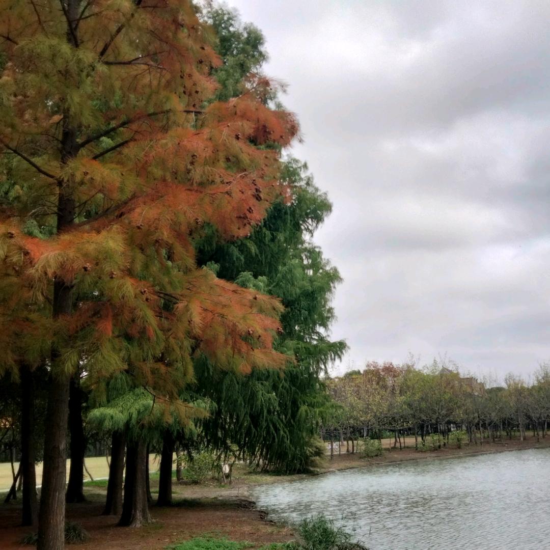 🍀叶落无痕🍀