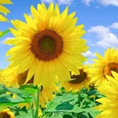 💖💖💖如意🌹🌹