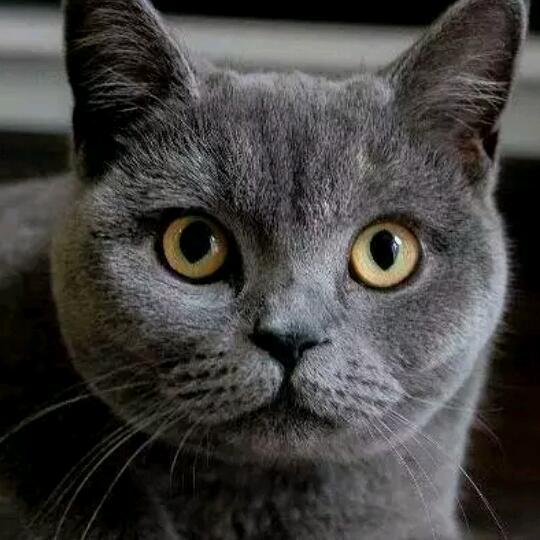 蓝莓干🍒🍎🍒