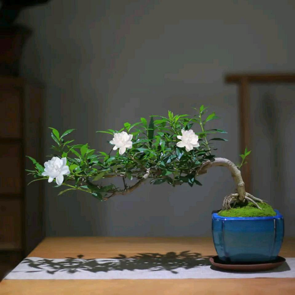 茶里盆景----海岛柳叶栀子花