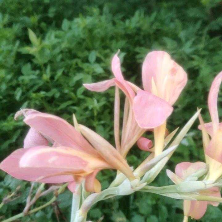 玉