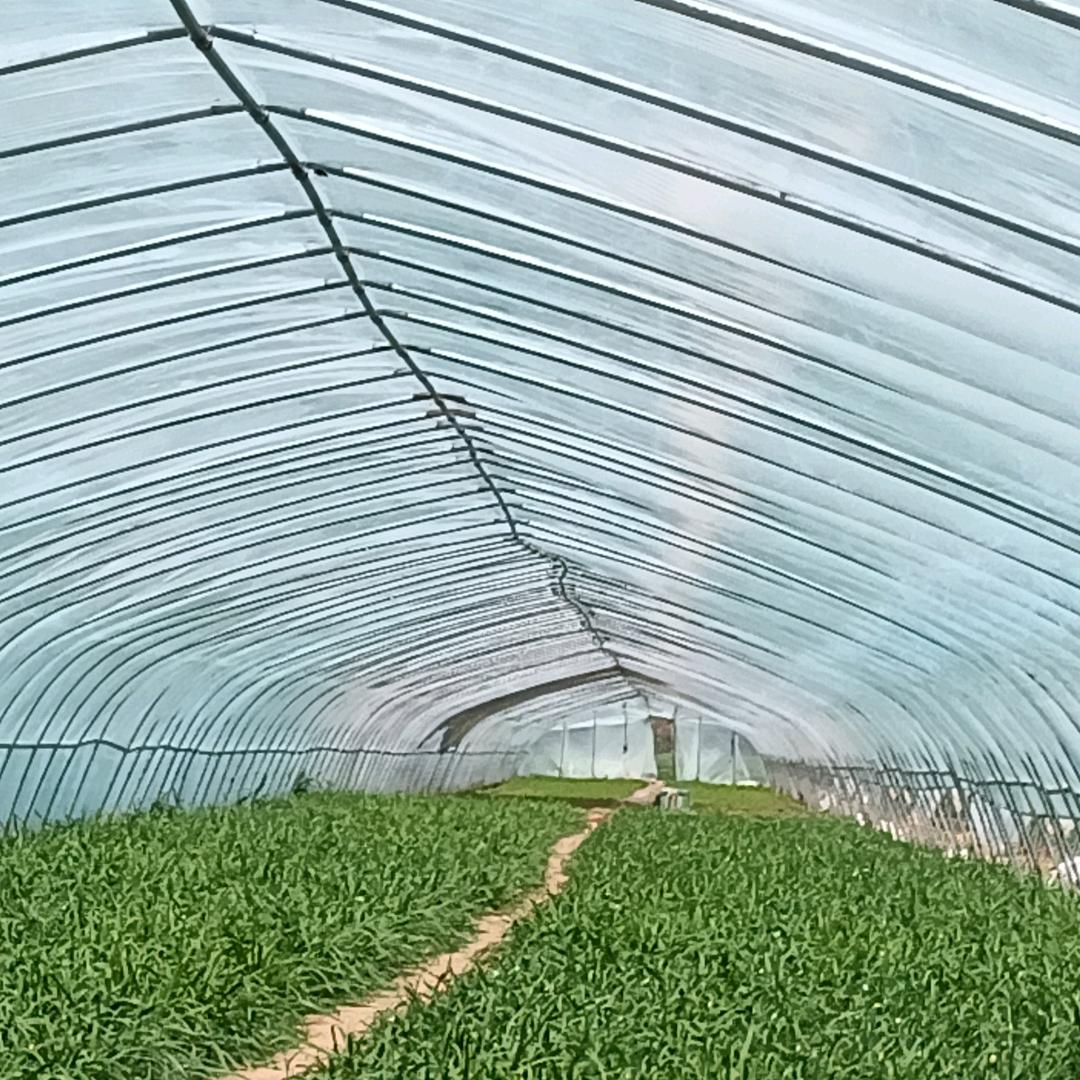 蔬菜大棚